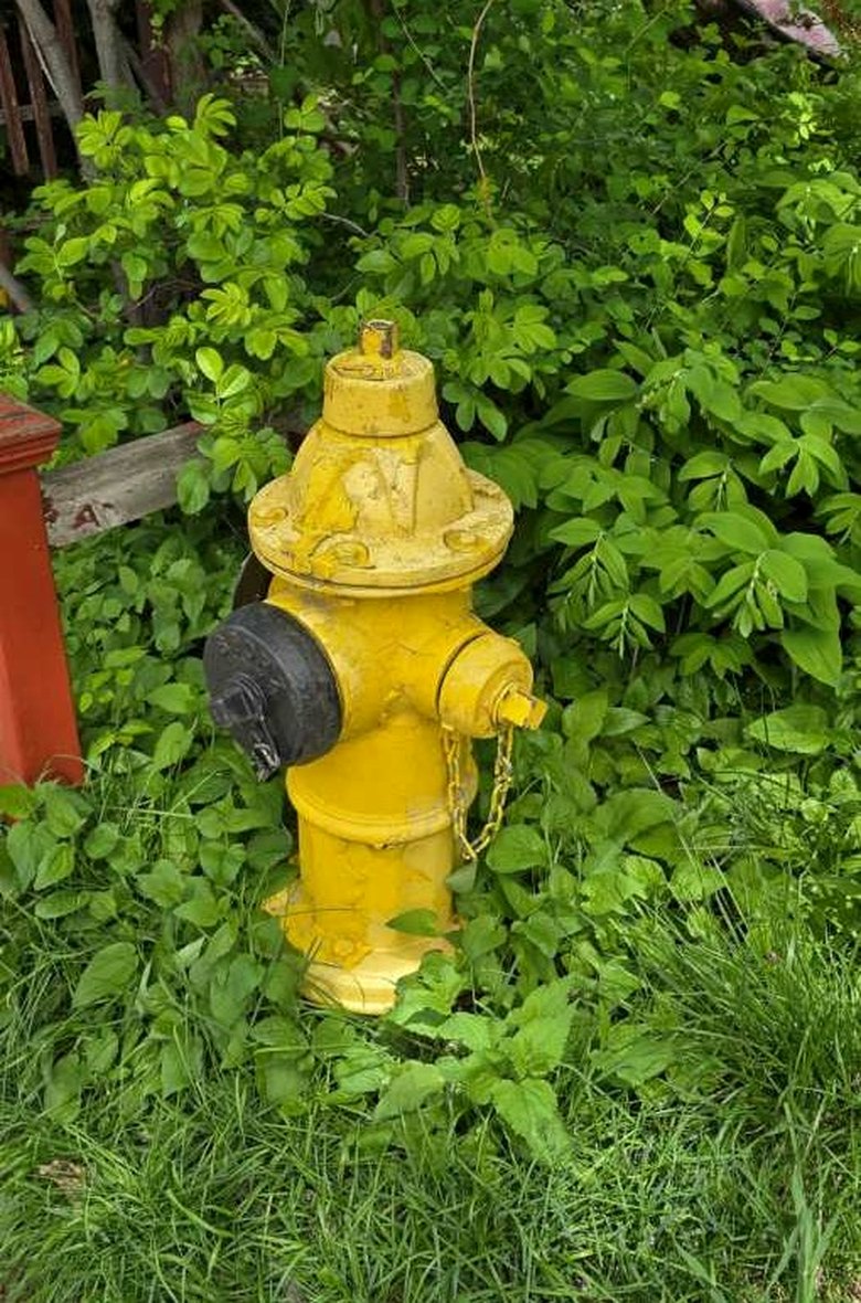 Field reference photograph of a fire hydrant partially surrounded by vegetation